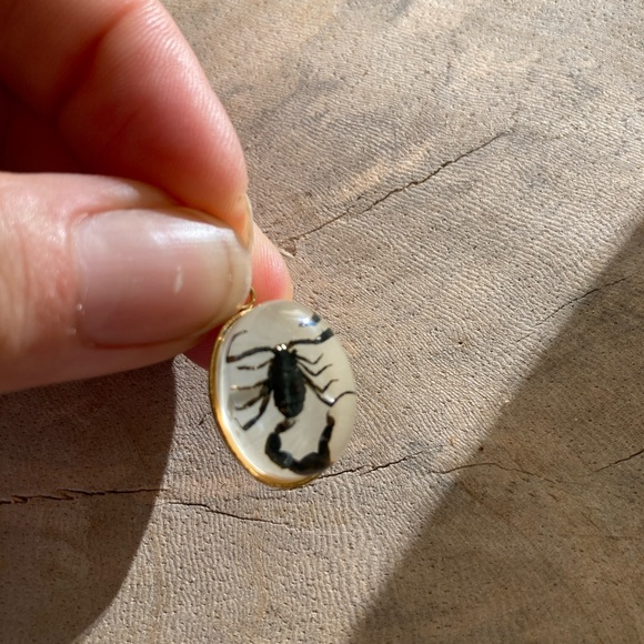 Real Ant Scorpion Beetle Spider Pendant Necklace Taxidermy insect necklace chain - Picture 9 of 11